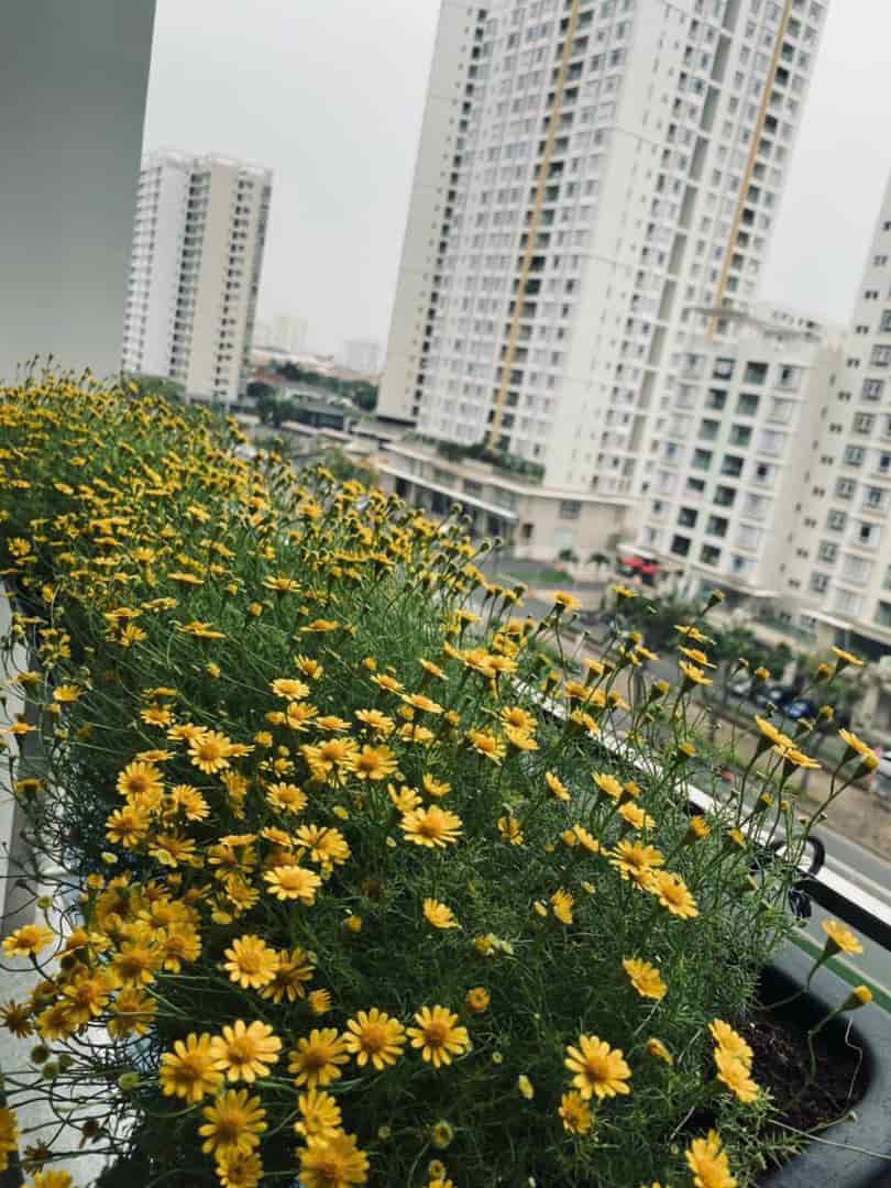 Cho thuê căn hộ tại The Ascentia, Phú Mỹ Hưng, Quận 7