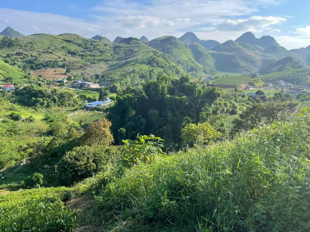 Siêu phẩm đất nghỉ dưỡng 1,2ha tại Mộc Châu – View đồi chè tuyệt đẹp, độc nhất thị trường