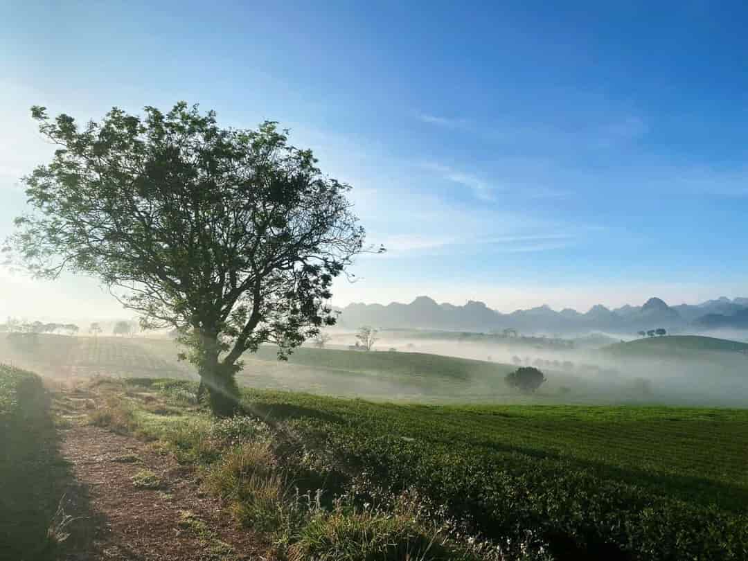 Bán Homestay Siêu Đẹp Tại Mộc Châu, View Đồi Chè & Vườn Hồng, Khu Vực Du Lịch Hot