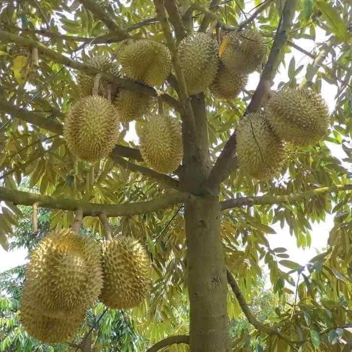 RA NHANH LÔ ĐẤT KHU VỰC THỐNG NHẤT VỚI GIÁ SIÊU RẺ