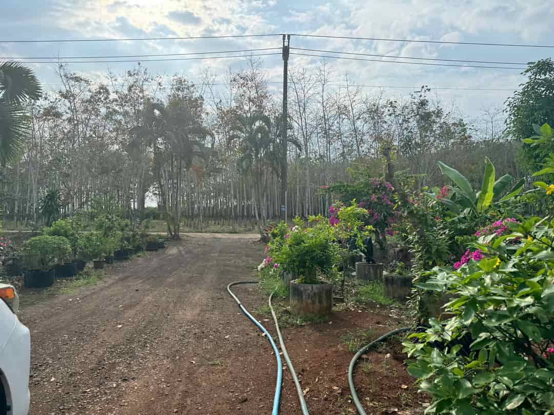 Bán đất trồng cây lâu năm huyện Long Thành Đồng Nai