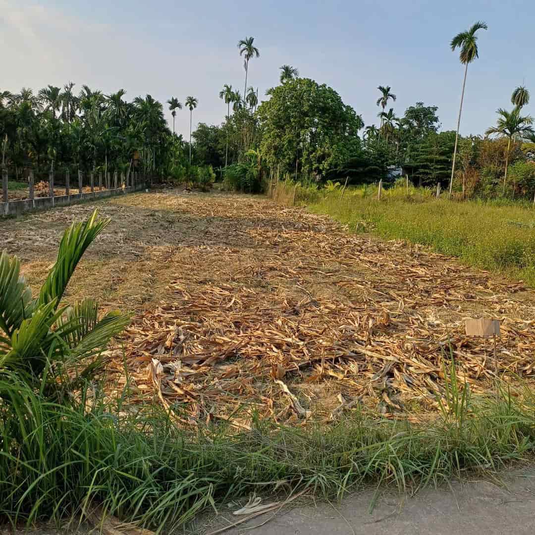 CHÍNH CHỦ CẦN BÁN ĐẤT Ở XÃ HÀNH TRUNG-HUYỆN NGHĨA HÀNH -TỈNH QUẢNG NGÃI